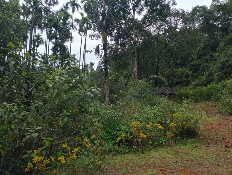  Agricultural Land 2 Acre for Sale in Tirthahalli, Shimoga