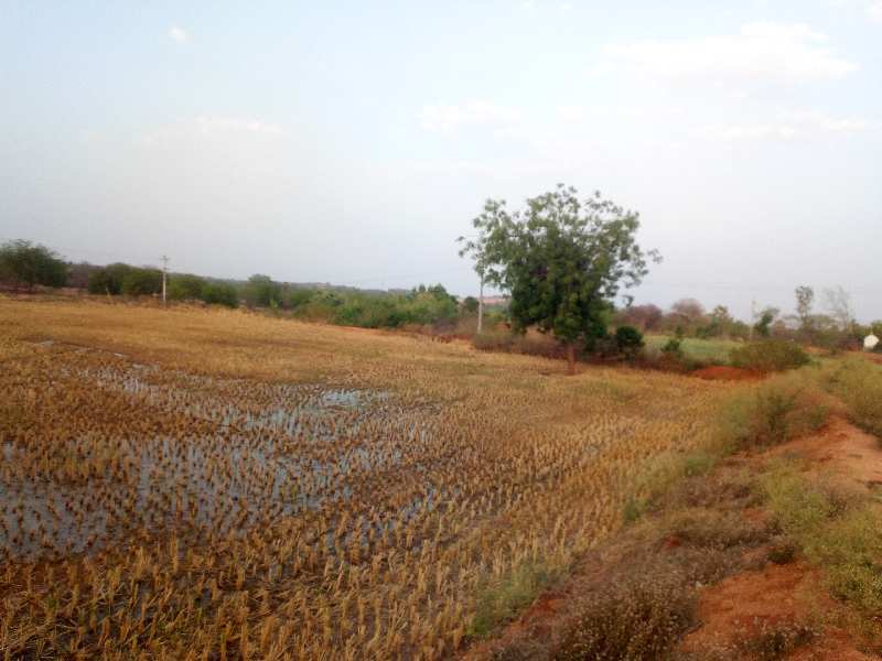 Agricultural Land 18 Acre for Sale in Shamirpet, Jangaon
