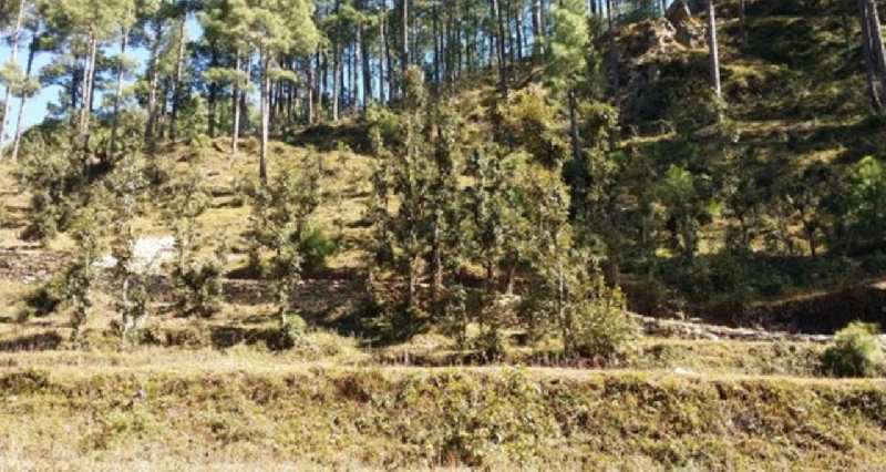  Commercial Land 9780 Sq. Yards for Sale in Sarna Padampuri, Nainital