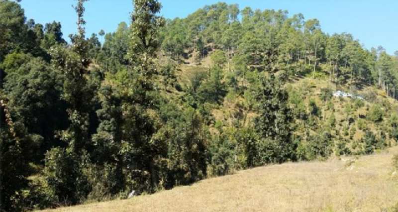  Commercial Land 9780 Sq. Yards for Sale in Sarna Padampuri, Nainital