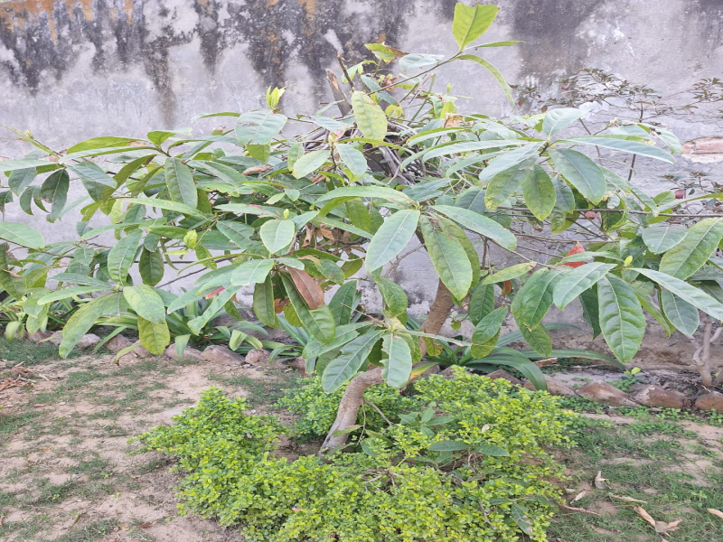 5 BHK 200 Sq. Yards Farm House for Sale in Ansal Satbari, Delhi