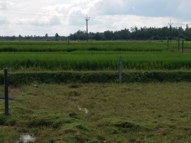 Agricultural Land 1 Acre for Sale in Beliatore, Bankura (REI833499)