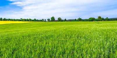  Agricultural Land for Sale in Rajgarh Madhya Pradesh, Rajgarh