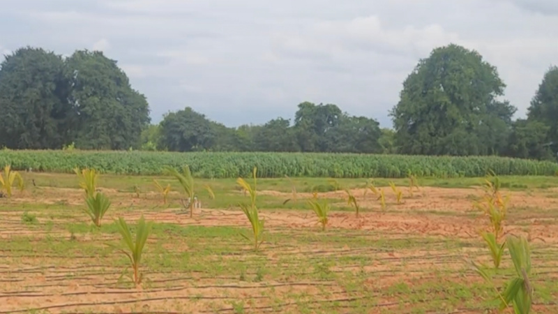  Agricultural Land 9 Acre for Sale in Mysore Road, Bangalore