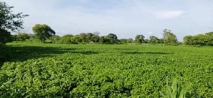  Agricultural Land for Sale in Mhow Road, Indore