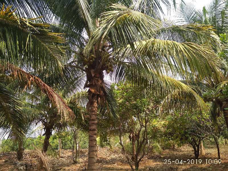 Agricultural Land 6 Acre for Sale in Madampatti, Coimbatore