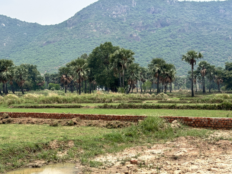  Residential Plot 1200 Sq.ft. for Sale in Rajgir, Nalanda