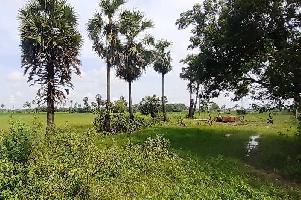  Agricultural Land for Sale in Annagramam, Cuddalore