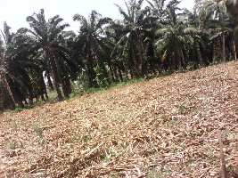  Agricultural Land for Sale in Rushikonda, Visakhapatnam