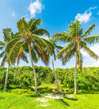  Agricultural Land for Sale in Thondamuthur, Coimbatore