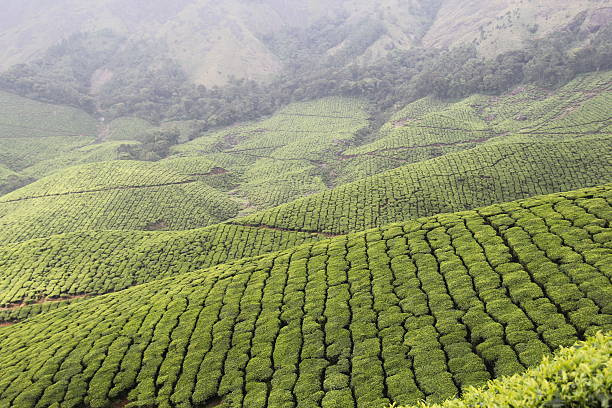Sholayur, Palakkad photo 4