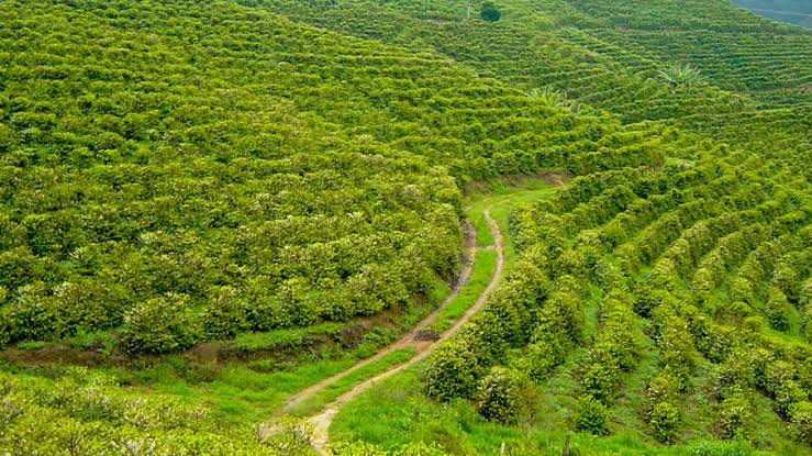 Sholayur, Palakkad photo 5
