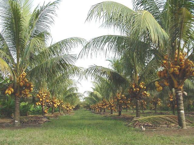 Madampatti, Coimbatore photo 4