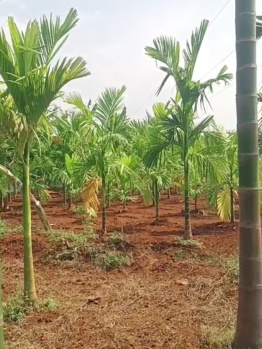  Agricultural Land for Sale in Thalavadi, Erode