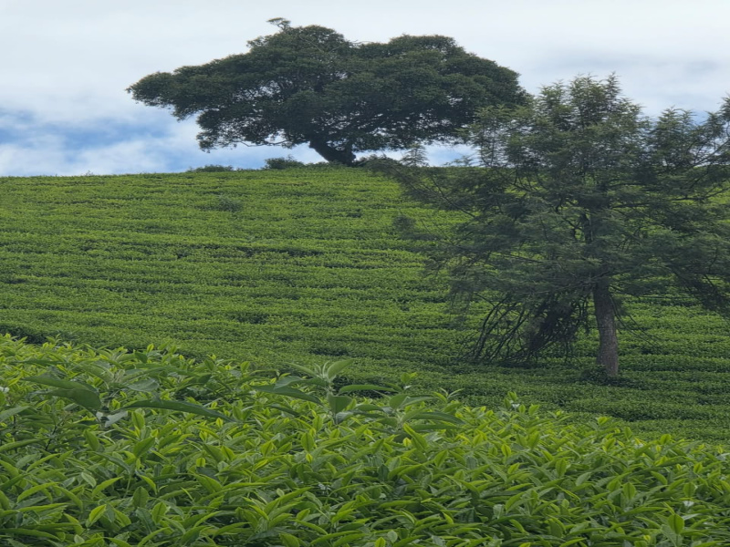Kandal, Ooty photo 2