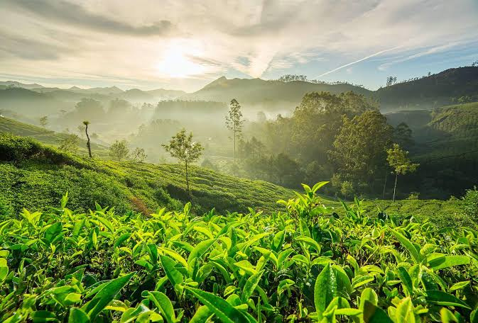 Kandal, Ooty photo 3