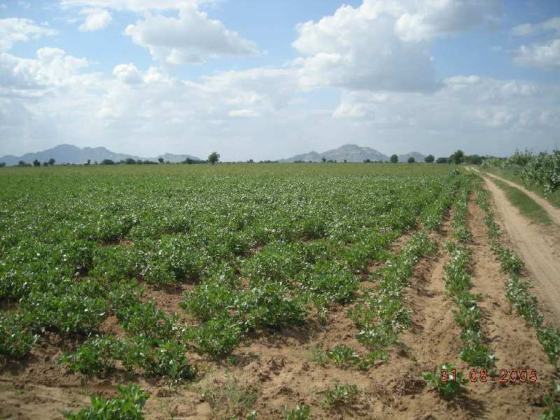 Agricultural Land 2000 Acre for Sale in