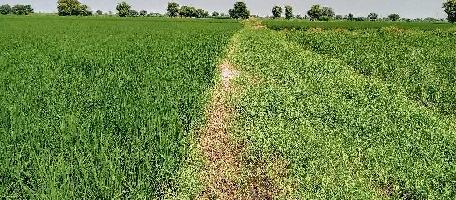  Agricultural Land for Sale in Hathin, Palwal