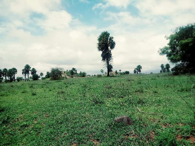 Agricultural Land 3 Cent for Sale in