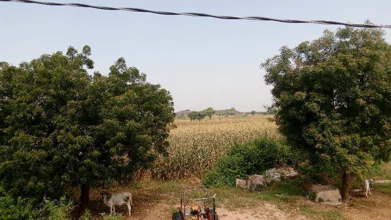4 BHK Farm House 52 Bigha for Sale in Mathania, Jodhpur
