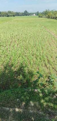  Agricultural Land for Sale in Rupnagar, Guwahati