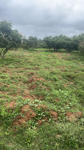  Agricultural Land 44000 Sq.ft. for Rent in Kanakapura, Bangalore