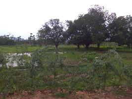  Agricultural Land for Sale in Rajanagaram, East Godavari