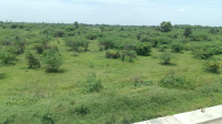 Agricultural Land for Sale in Ochery, Kanchipuram