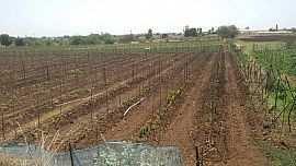  Agricultural Land for Sale in Darwha, Yavatmal