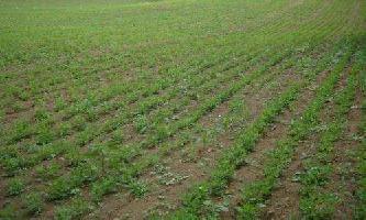  Agricultural Land for Sale in Rohta Road, Meerut