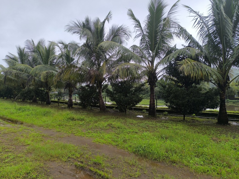  Residential Plot 50000 Sq.ft. for Sale in Pen, Raigad