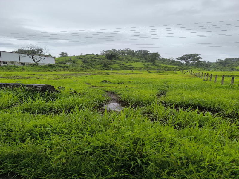  Residential Plot 32 Guntha for Sale in Pen, Raigad