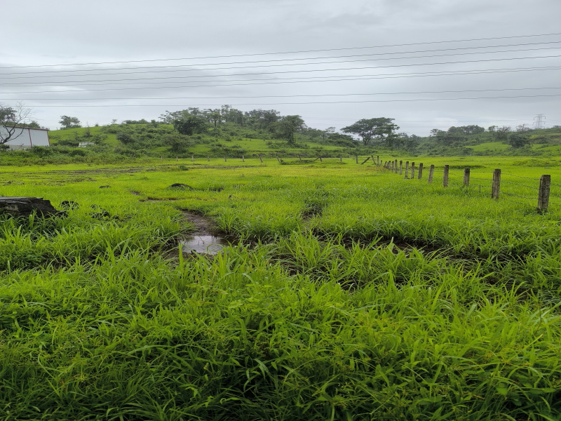  Residential Plot 32 Guntha for Sale in Pen, Raigad