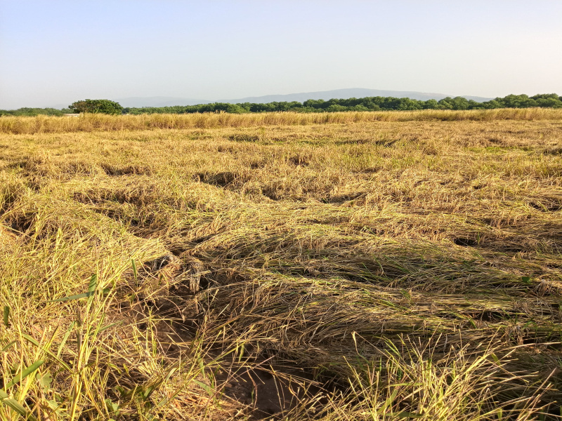  56 Guntha Residential Plot for Sale in Khalapur, Raigad