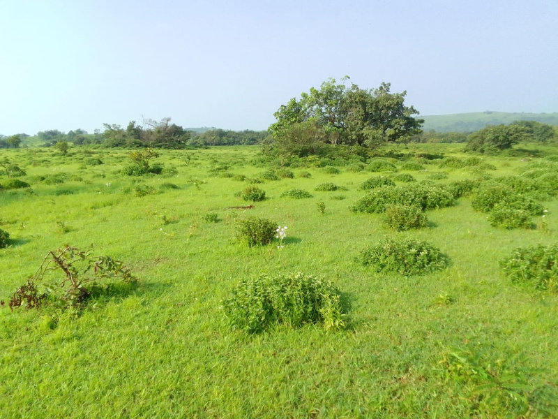  325 Acre Agricultural/Farm Land for Sale in North Goa
