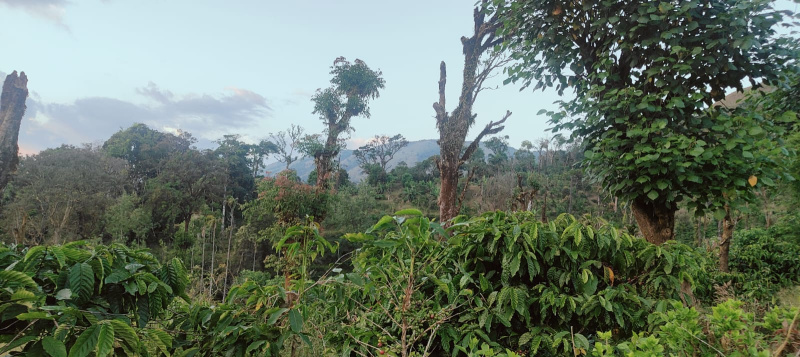  10 Acre Agricultural/Farm Land for Sale in Madikeri, Kodagu
