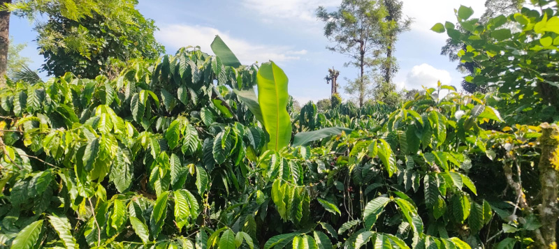  200 Acre Agricultural/Farm Land for Sale in Madikeri, Kodagu