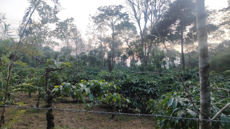  200 Acre Agricultural/Farm Land for Sale in Madikeri, Kodagu