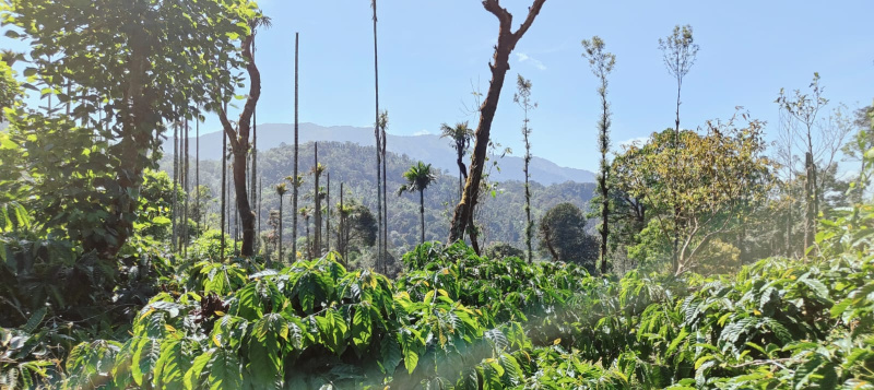  200 Acre Agricultural/Farm Land for Sale in Madikeri, Kodagu