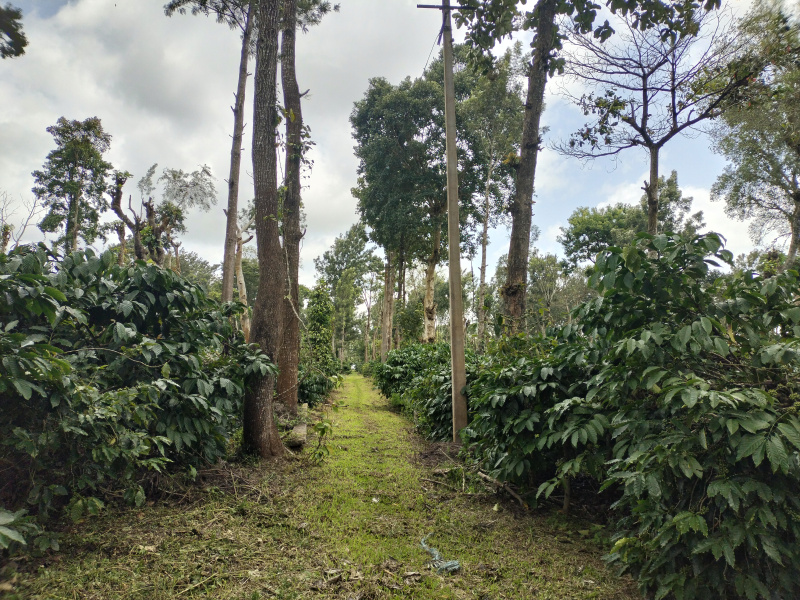 Coorg, Mysore photo 2