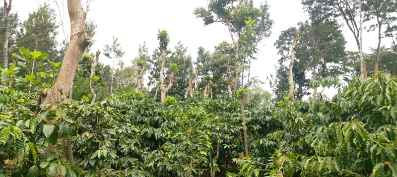 Coorg, Mysore photo 3