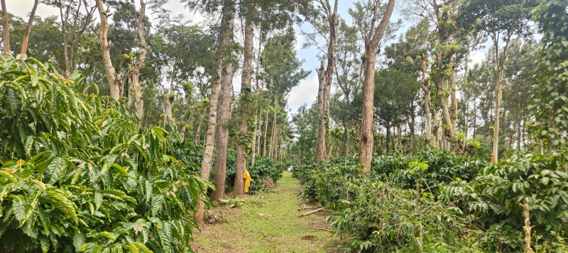 Coorg, Mysore photo 4