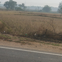  Residential Plot for Sale in Chhatabar, Bhubaneswar