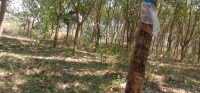 Agricultural Land for Sale in Sagara, Shimoga