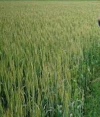  Agricultural Land for Sale in Tala Nagri, Aligarh