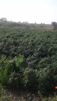  Agricultural Land for Sale in Donakonda, Prakasam