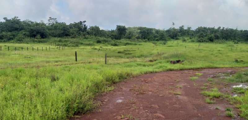 Residential Plot 200 Acre for Sale in Mangaon, Raigad
