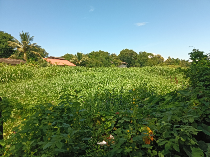  Residential Plot 88 Guntha for Sale in Kihim, Raigad