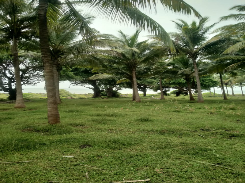 Residential Plot 46 Acre for Sale in Murud, Raigad