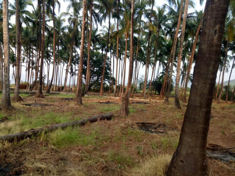  Residential Plot 81 Guntha for Sale in Murud, Raigad